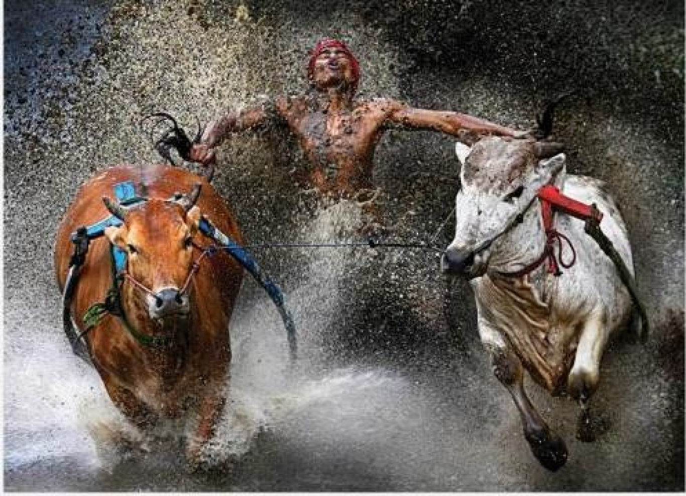 WORLD PRESS PHOTO 2012 IN MOSTRA ALLA GALLERIA CARLA SOZZANI